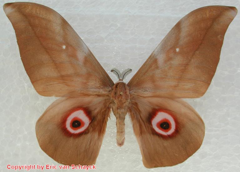 SATURNIIDAE World Homepage für den Saturniidenfreund